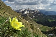 Al Passo di Budria (2216 m) al Rifugio Balicco e Bivacco Zamboni ad anello il 20 maggio 2020- FOTOGALLERY